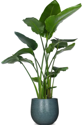 Strelitzia nicolai - Paradijsvogelplant